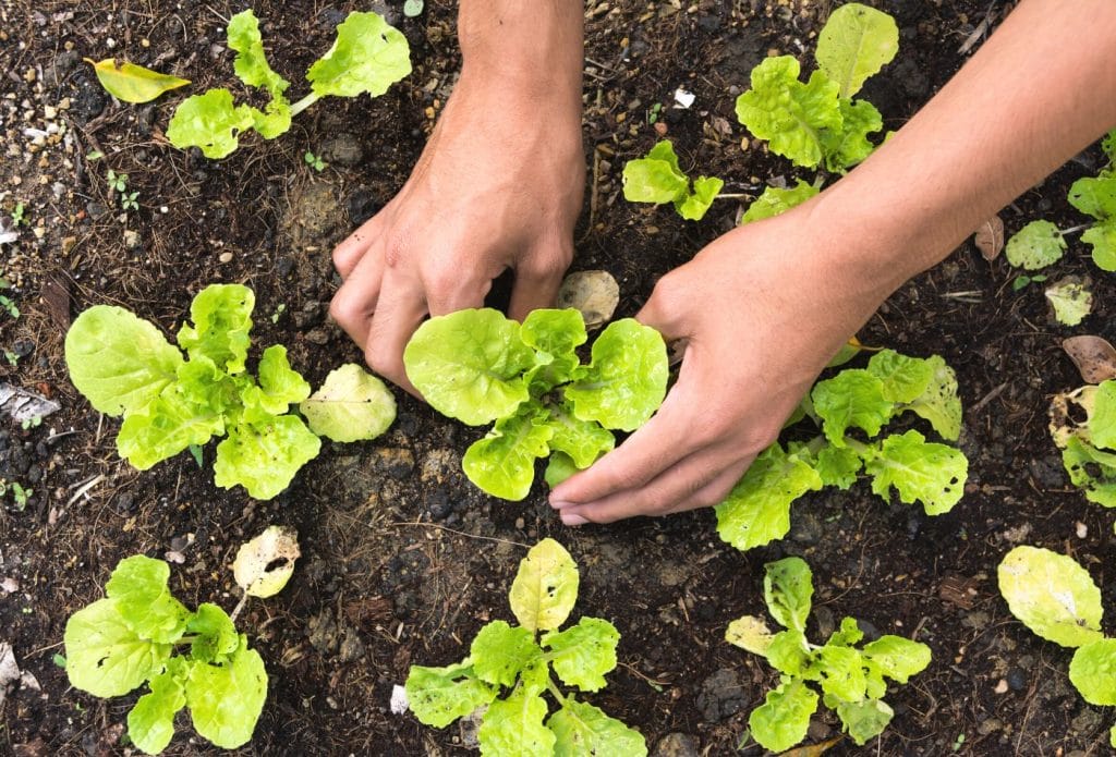 starting a victory garden with seedlings