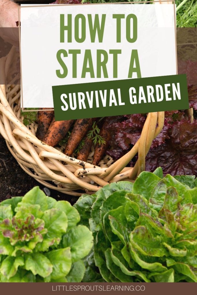 how to start a survival garden, row of lettuce and a basket of carrots