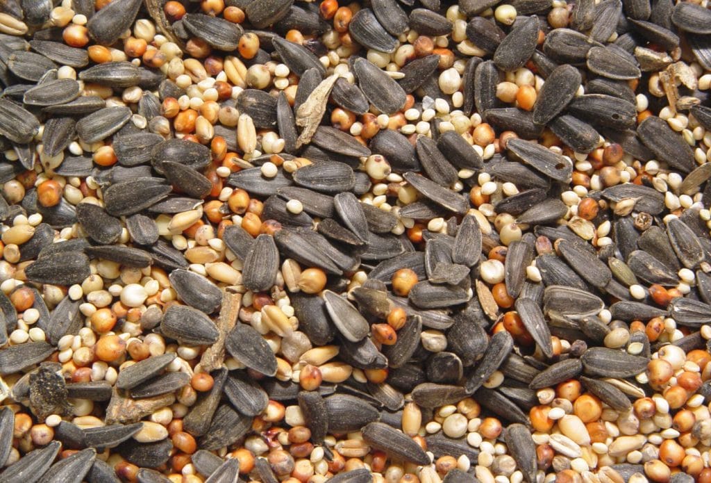 a big spread of different kinds of bird seed