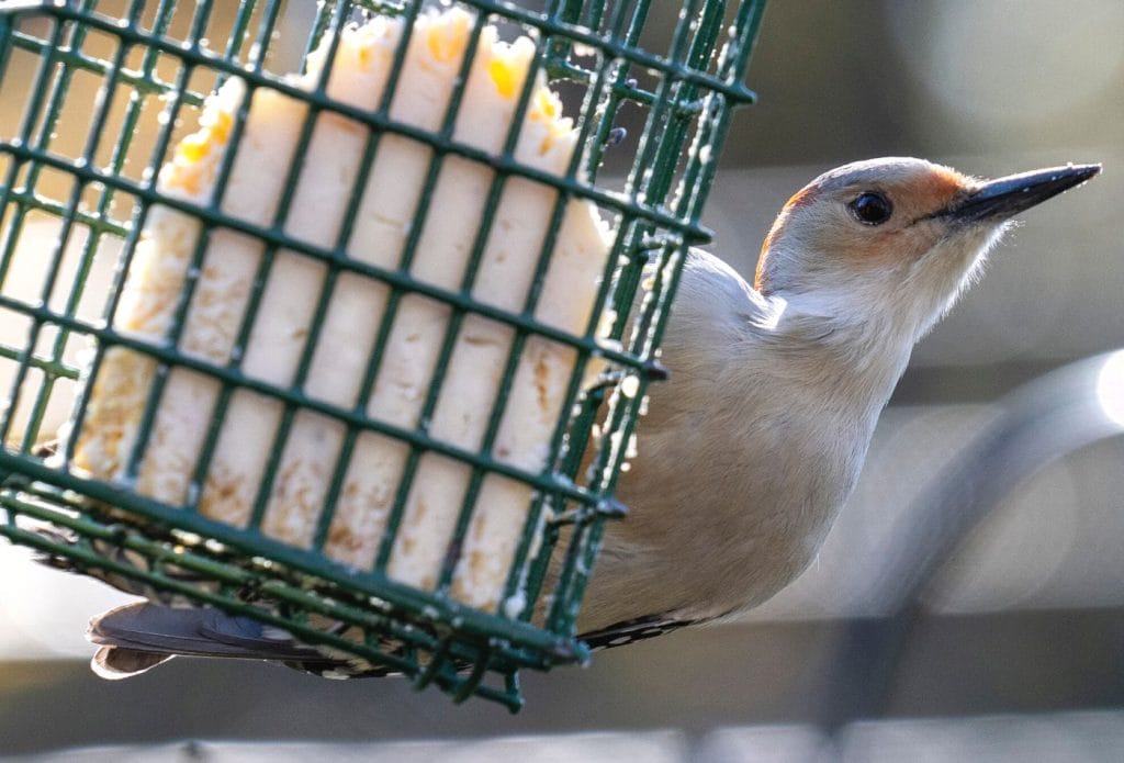 a bird eating from a suet cake hanging