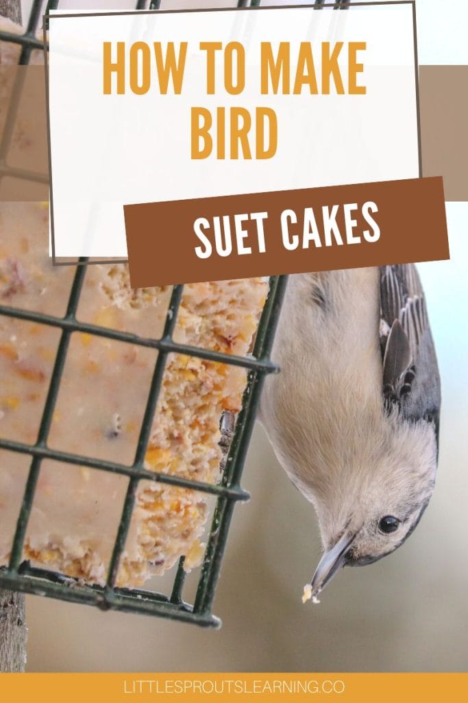 how to make bird suet cakes