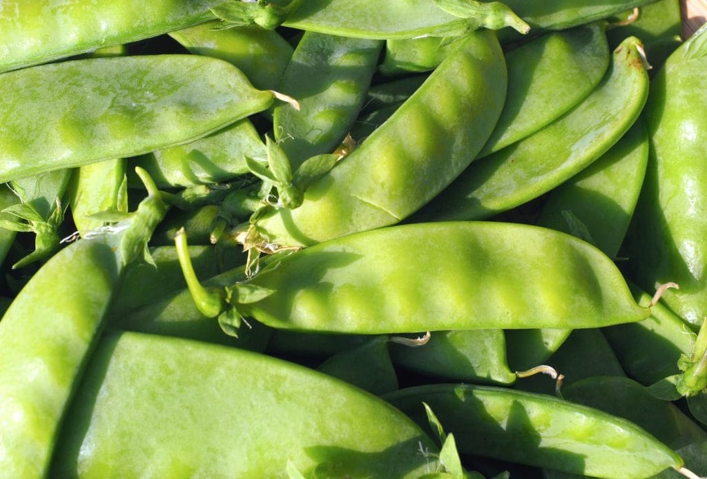 pile of excess snow peas