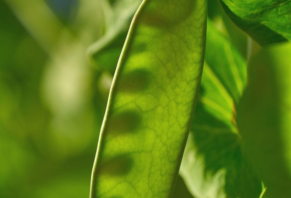 snow peas on the vine growing