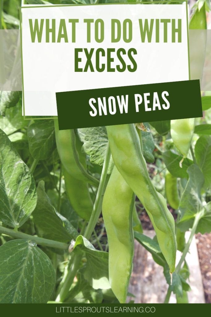 what to do with excess snow peas. Snow peas growing on the vine in the garden
