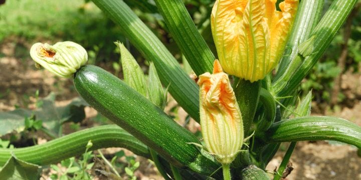 growing zucchini in the garden with blossoms