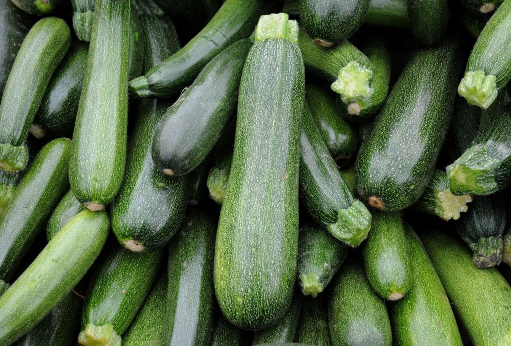 pile of zucchini fresh from the garden