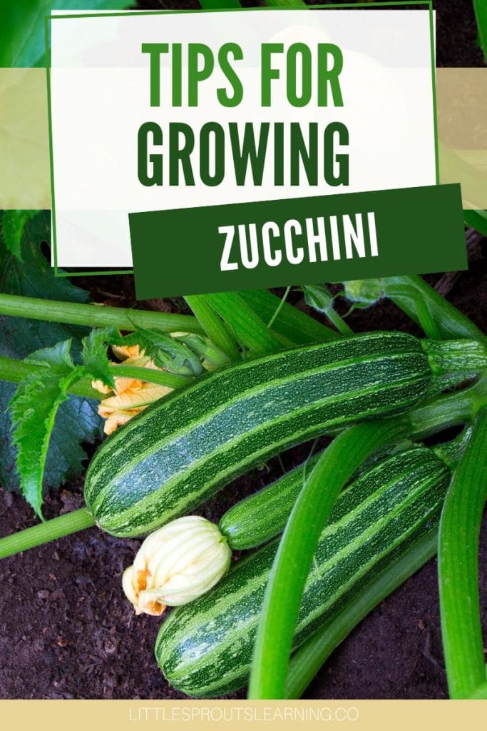Tips for growing zucchini on the vine in the garden
