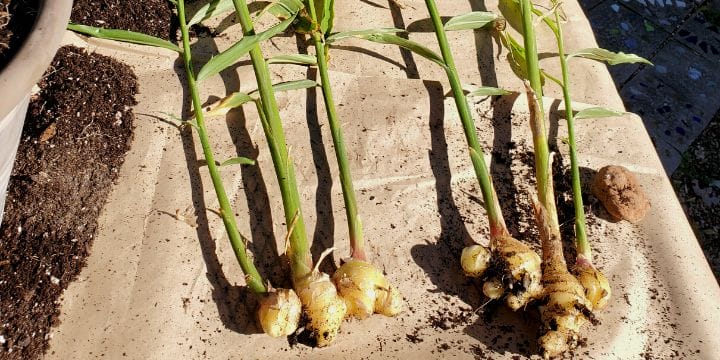 fresh ginger just harvested laying on a sheet of paper showing how to grow ginger