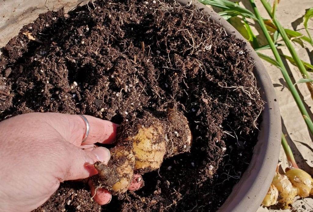 ginger root being planted in a pot