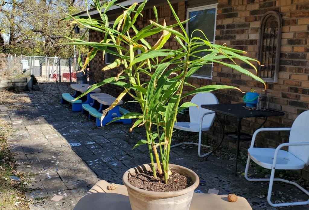ginger growing in a pot