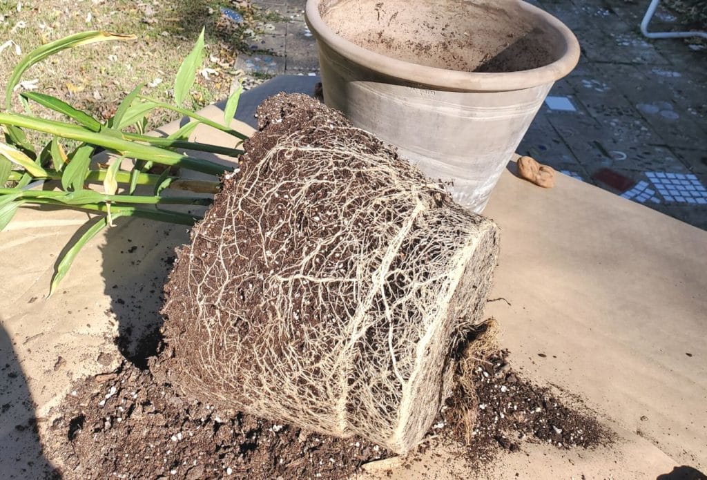 a pot of ginger, removed from the pot and laying over on its side showing the root ball