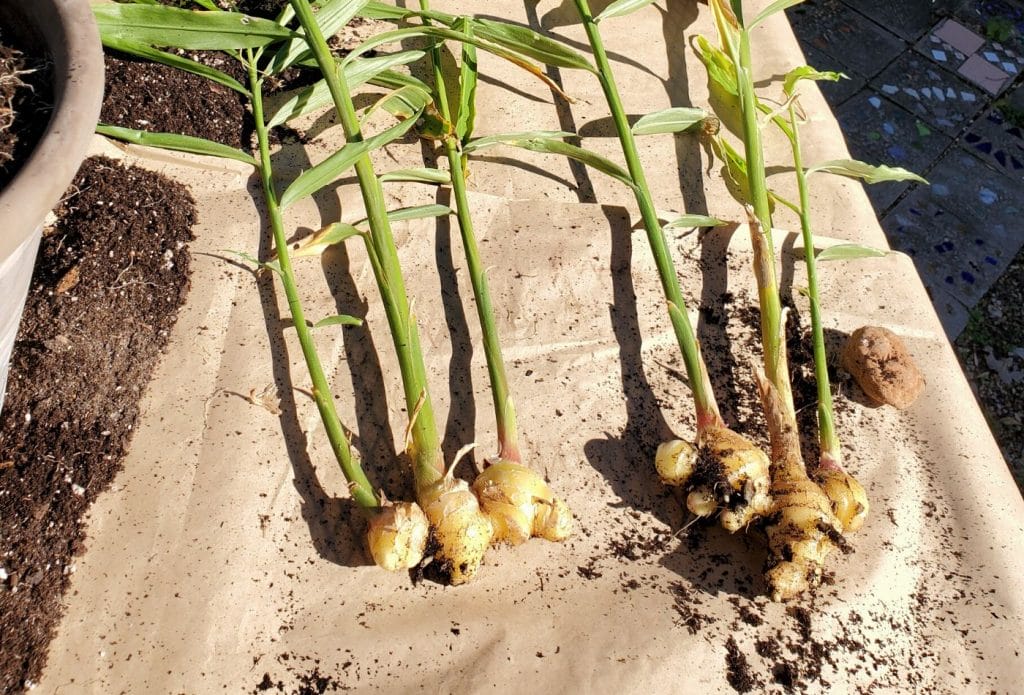 fresh ginger harvested and dirty