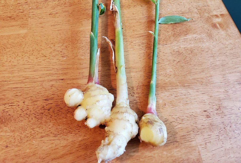 fresh ginger just harvested on the table