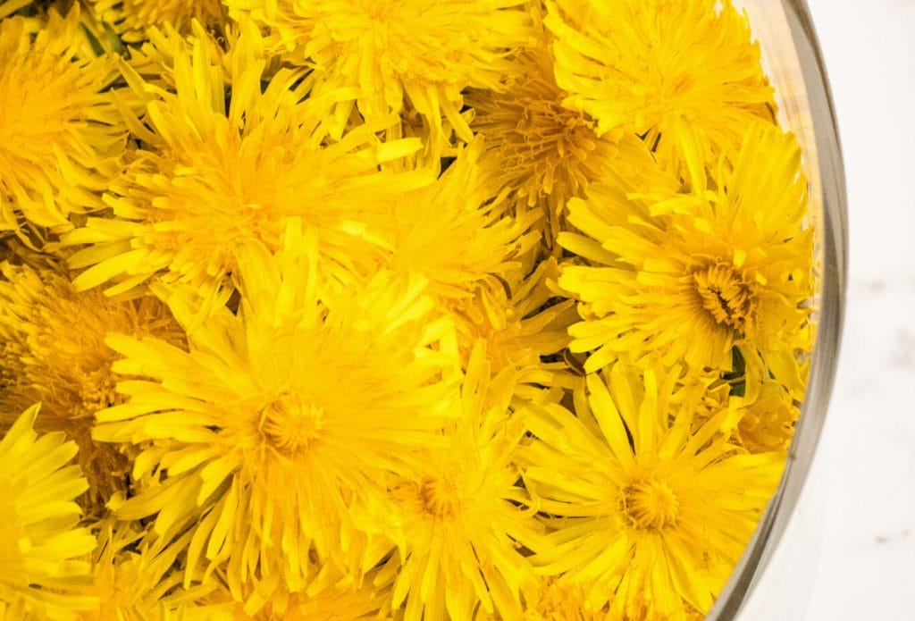 fresh dandelion flowers in a bowl
