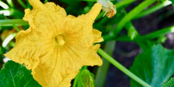 squash blossom on a squash plant