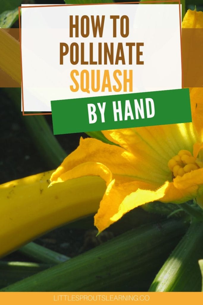 How to Pollinate Squash by Hand