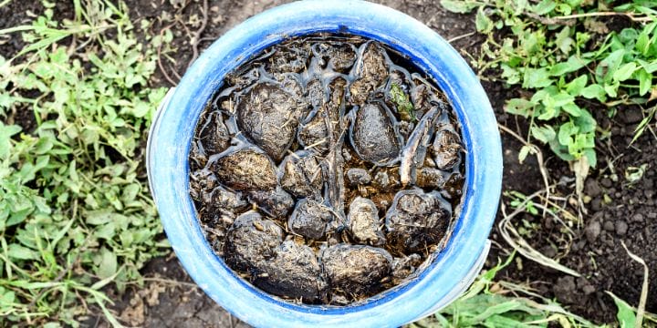composted manure steeping in water in a bucket