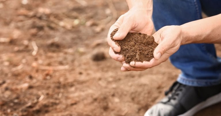 two hands holding soil from the garden