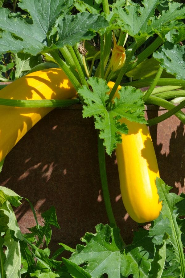 yellow squash growing on the vine in the garden