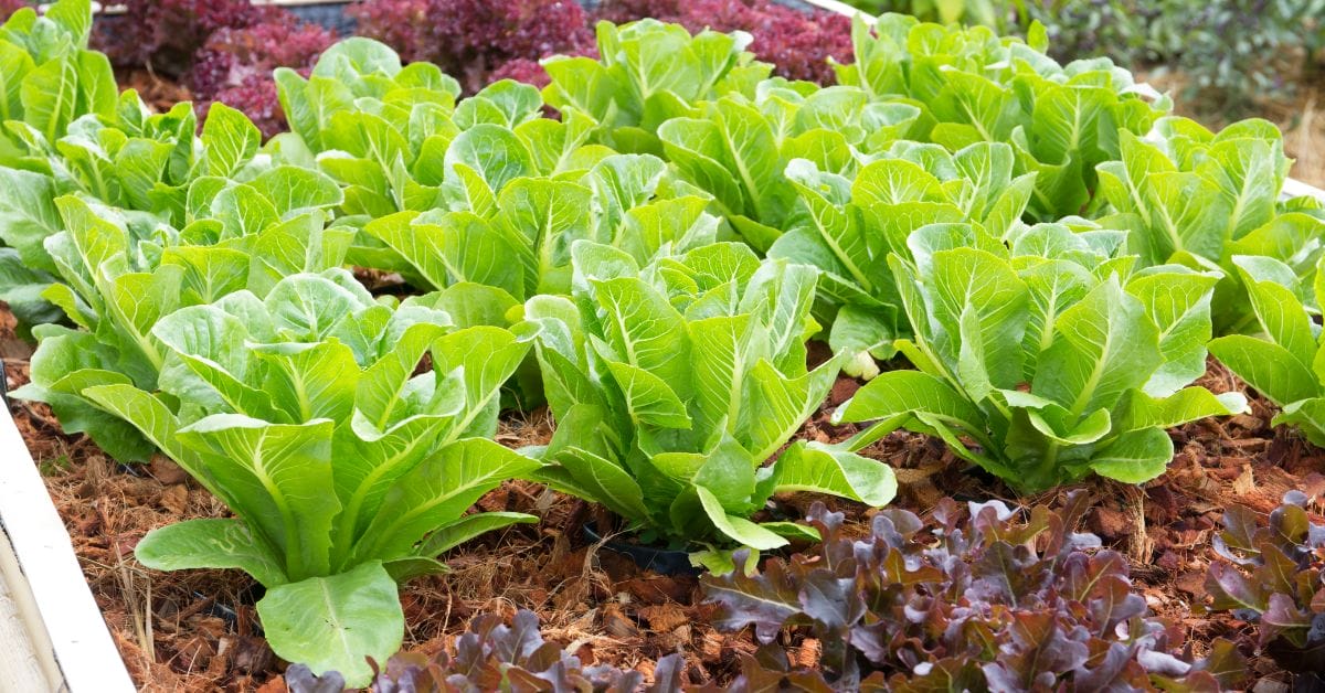 lettuce growing in the garden