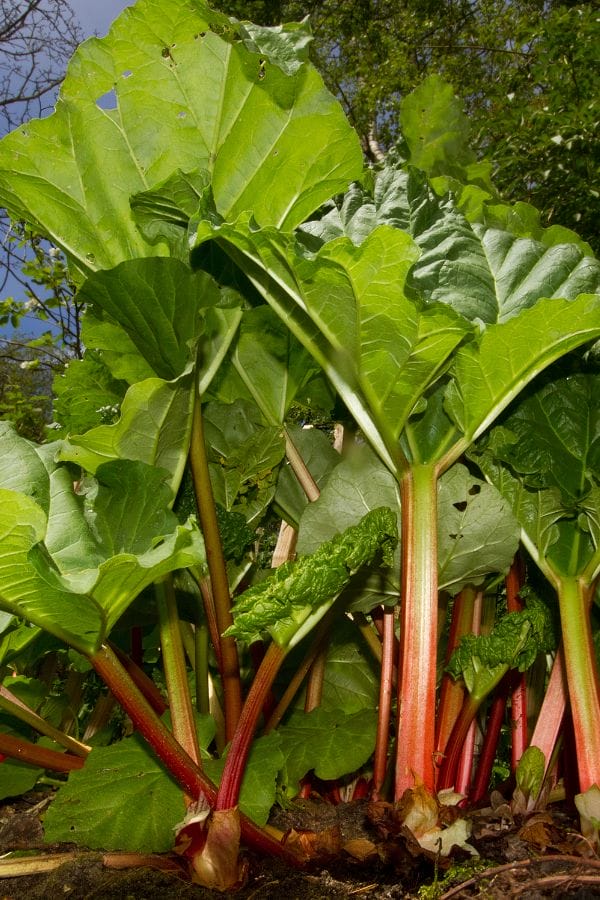 rhubarb growing in the shade