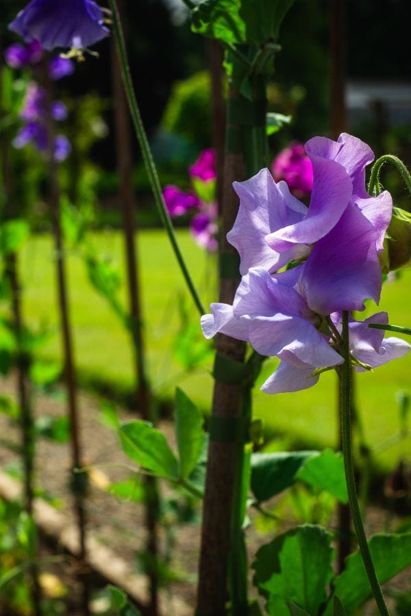 peas growing in the garden