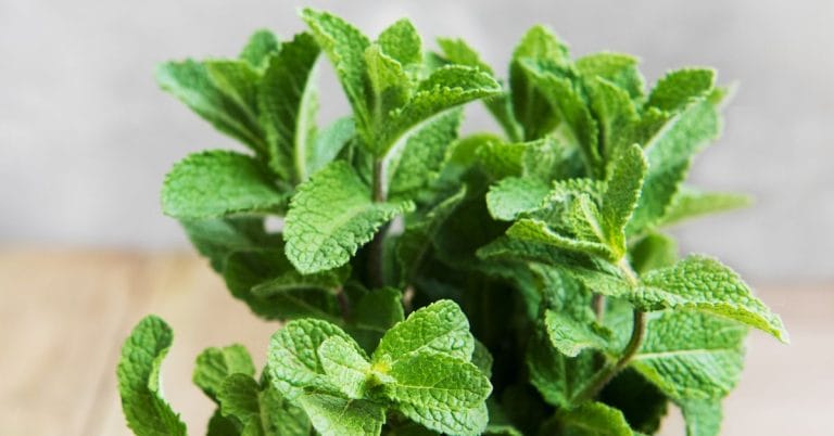 bunch of mint in a jar