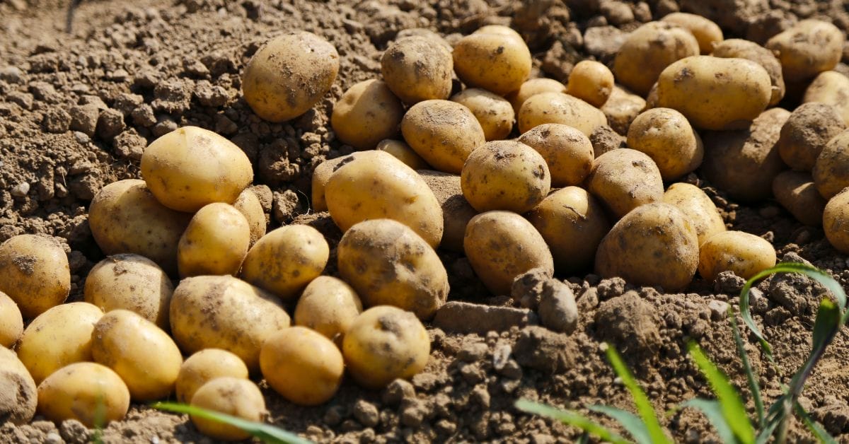 fresh potatoes dug from the garden laying in the rows