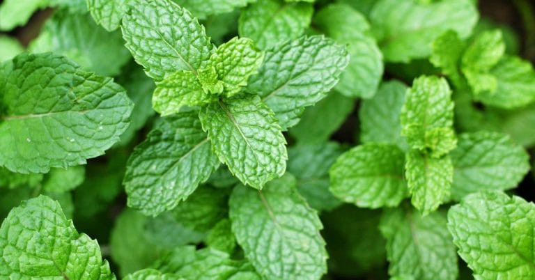 mint stems