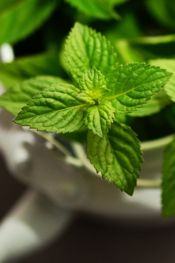 fresh mint growing in a pot