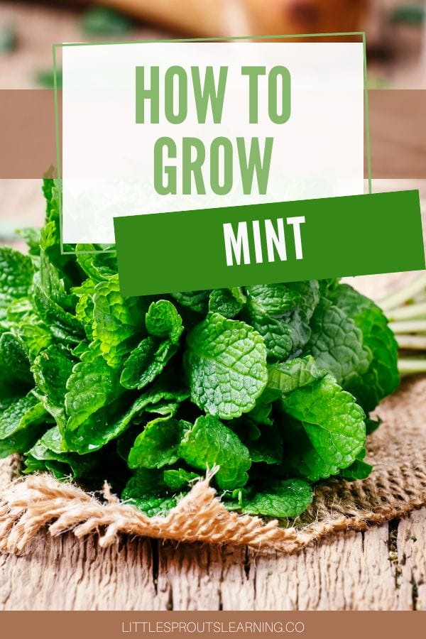How to grow mint