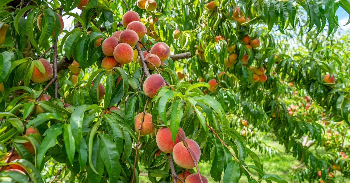 a peach tree filled with peaches