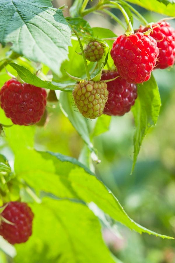 a raspberry bush full of berries
