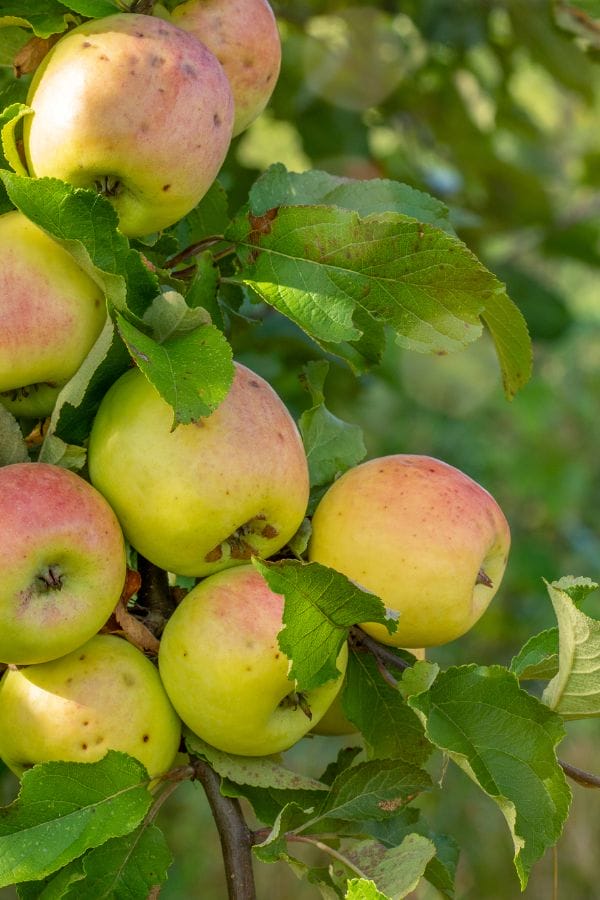 an apple tree full of apples