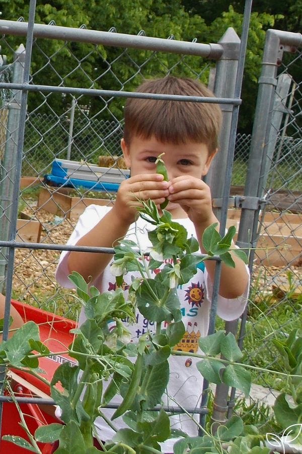 a child picking peas in the garden