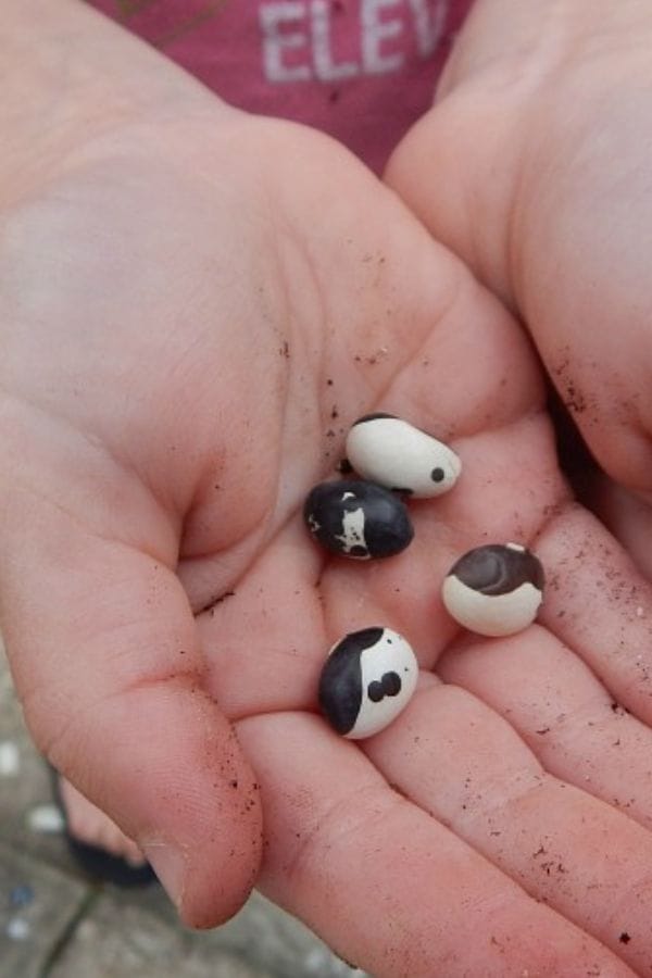 a child's hand holding seeds