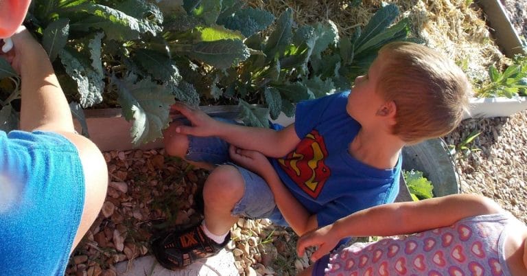 children harvesting kale in a preschool garden