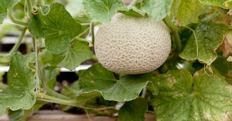 a cantaloupe growing in the garden