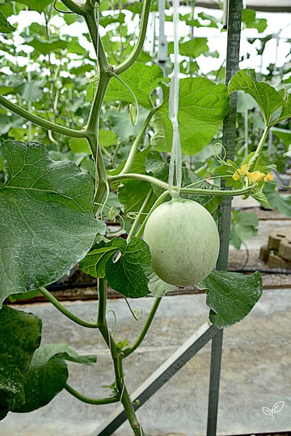 cantaloupe growing on a vine on a trellis