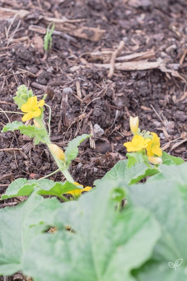 cantaloupe vines growing in the garden with flowers on the ends