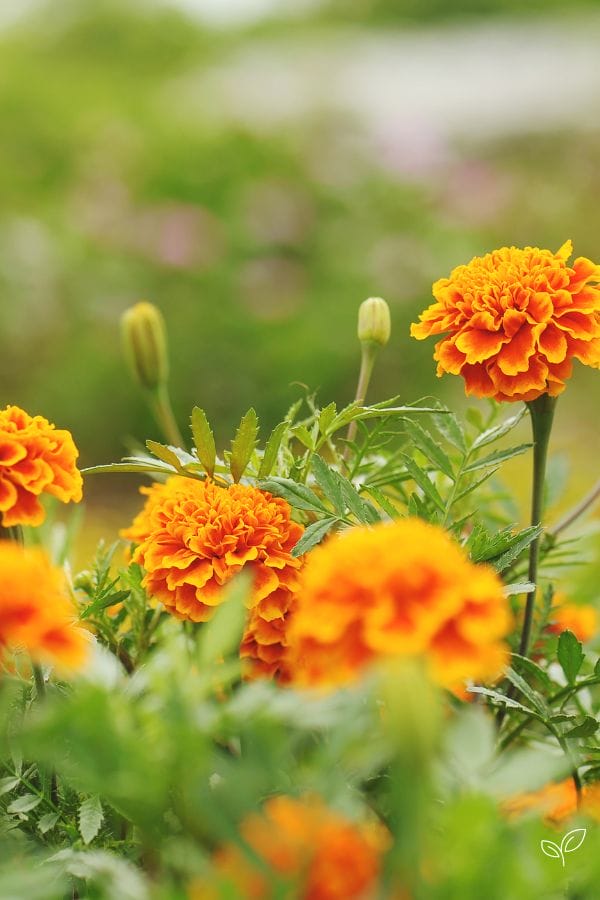marigolds growing outside