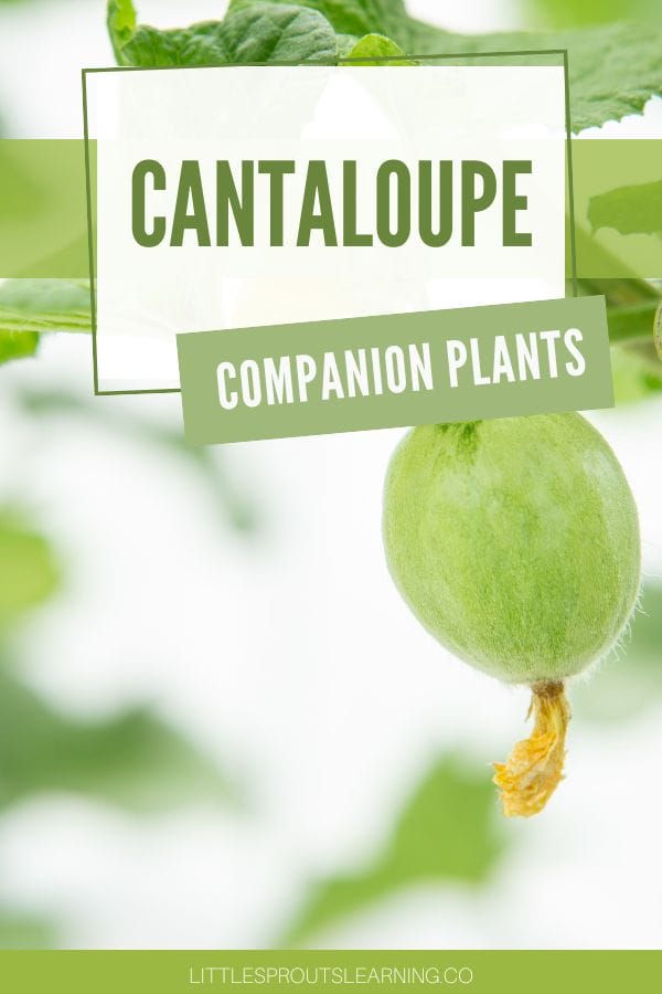 cantaloupe companion plants