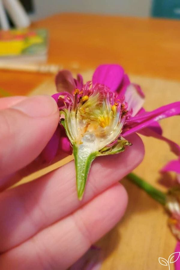 The inside of a zinnia cut in half for daycare lesson plan science