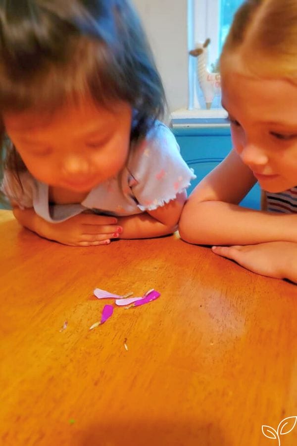 girls studying flower parts