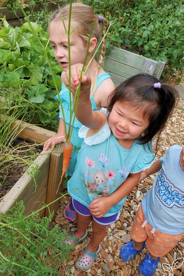 kids picking carrots in the garden