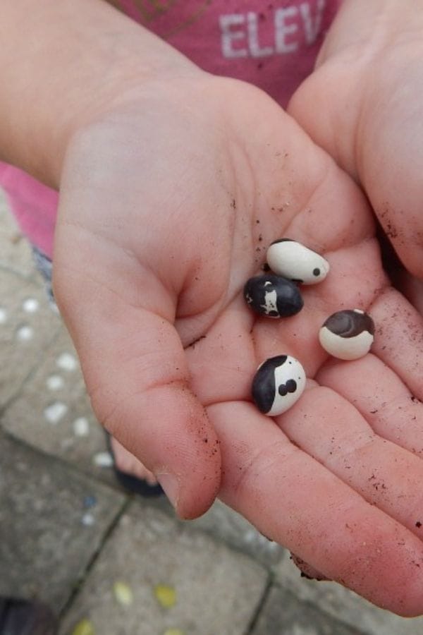 a preschooler's hand holding seeds