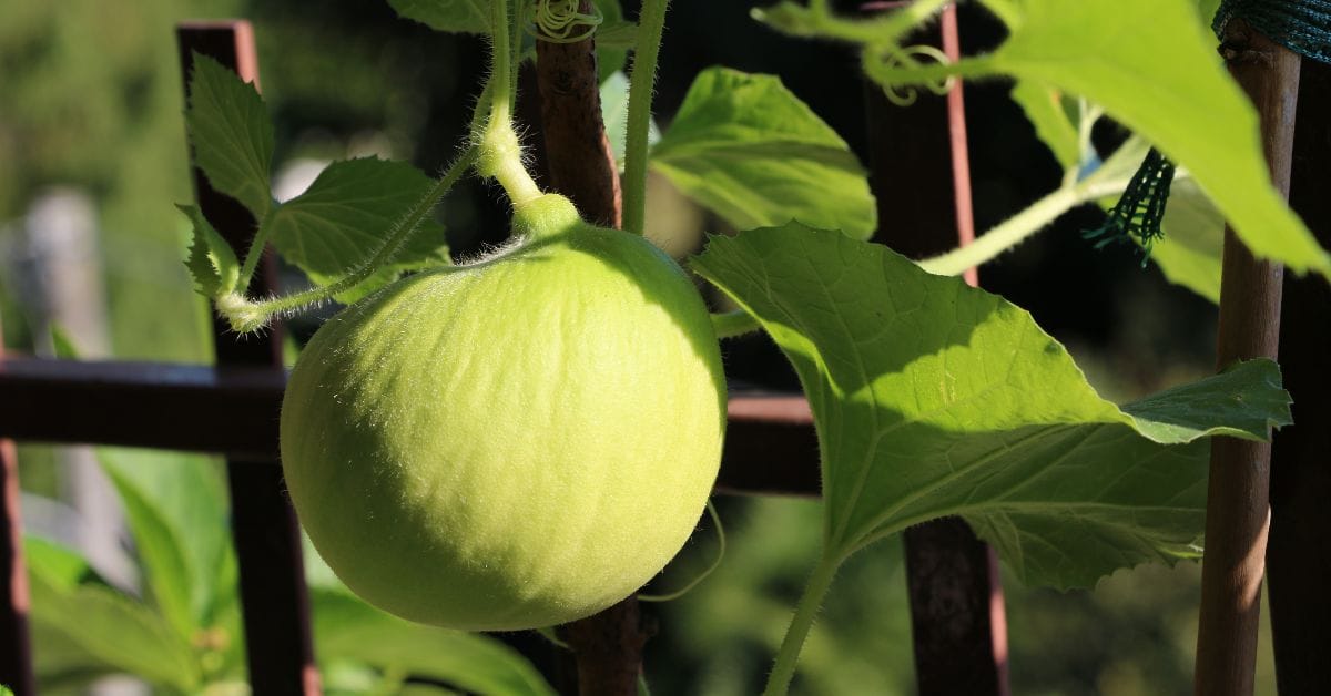 honeydew melon growing on the vine