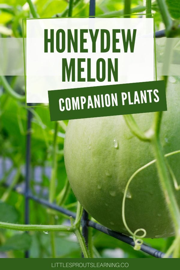 honeydew melon companion planting