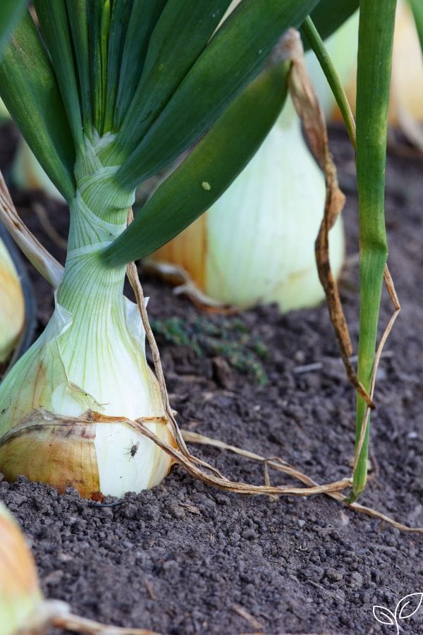onions in the ground ready to harvest