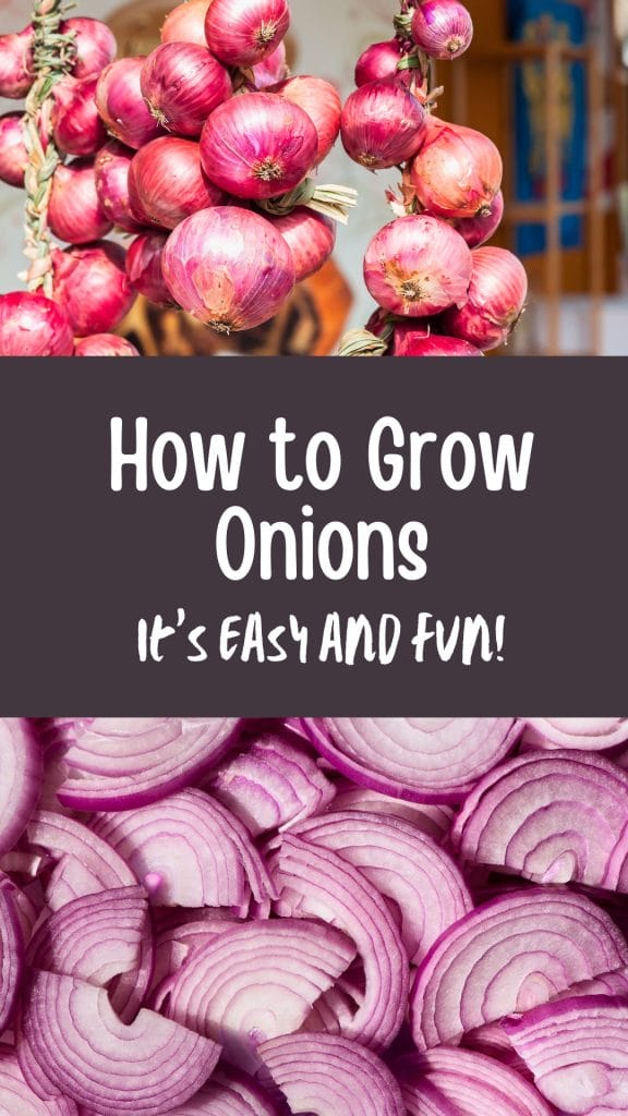How to grow onions 